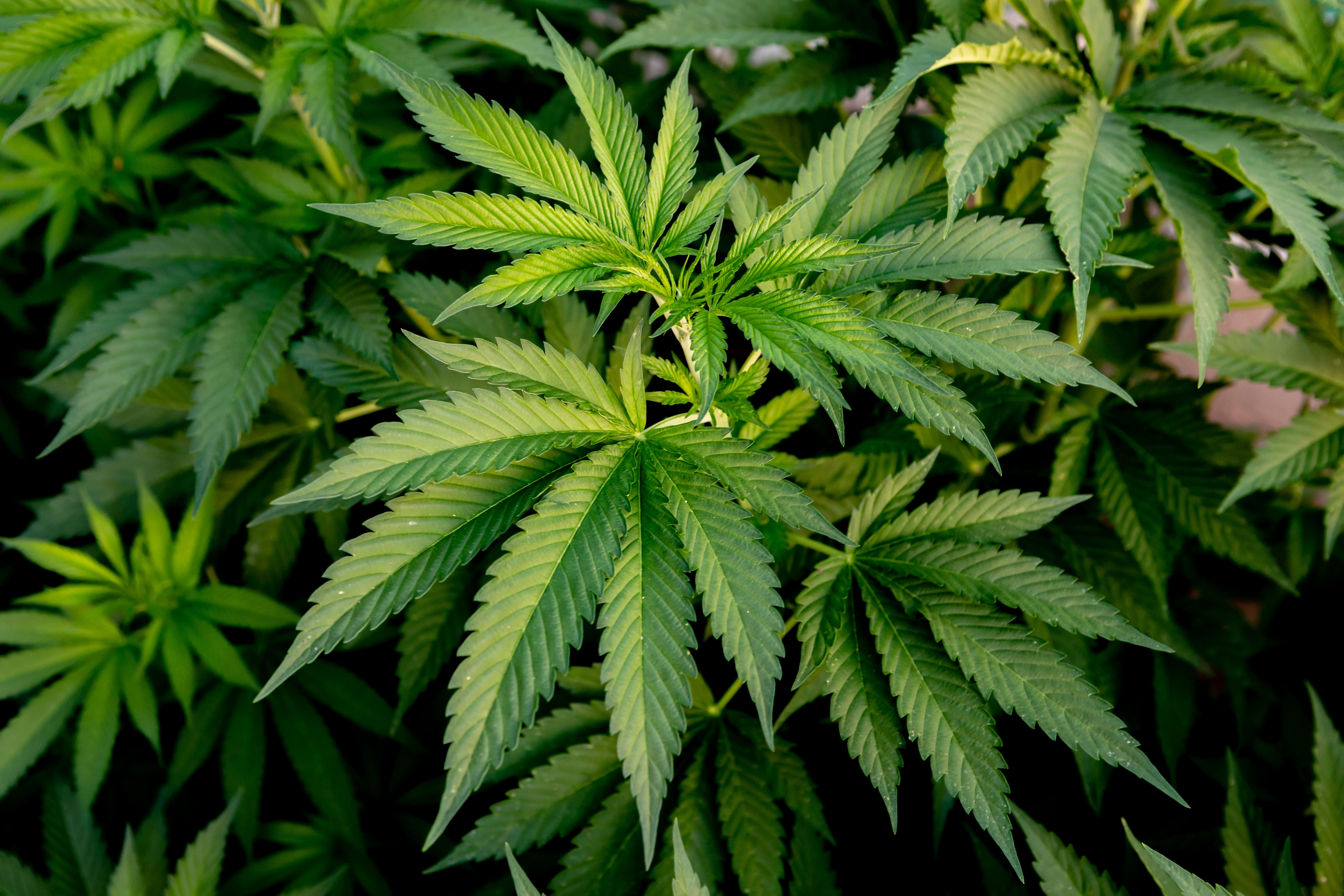 Best CRM And Marketing Solutions for The Cannabis Industry